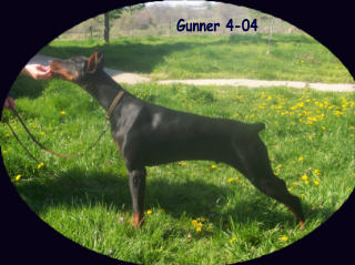 Gunner 5 months