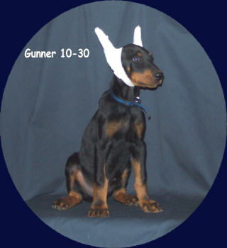 Gunner's ears taped