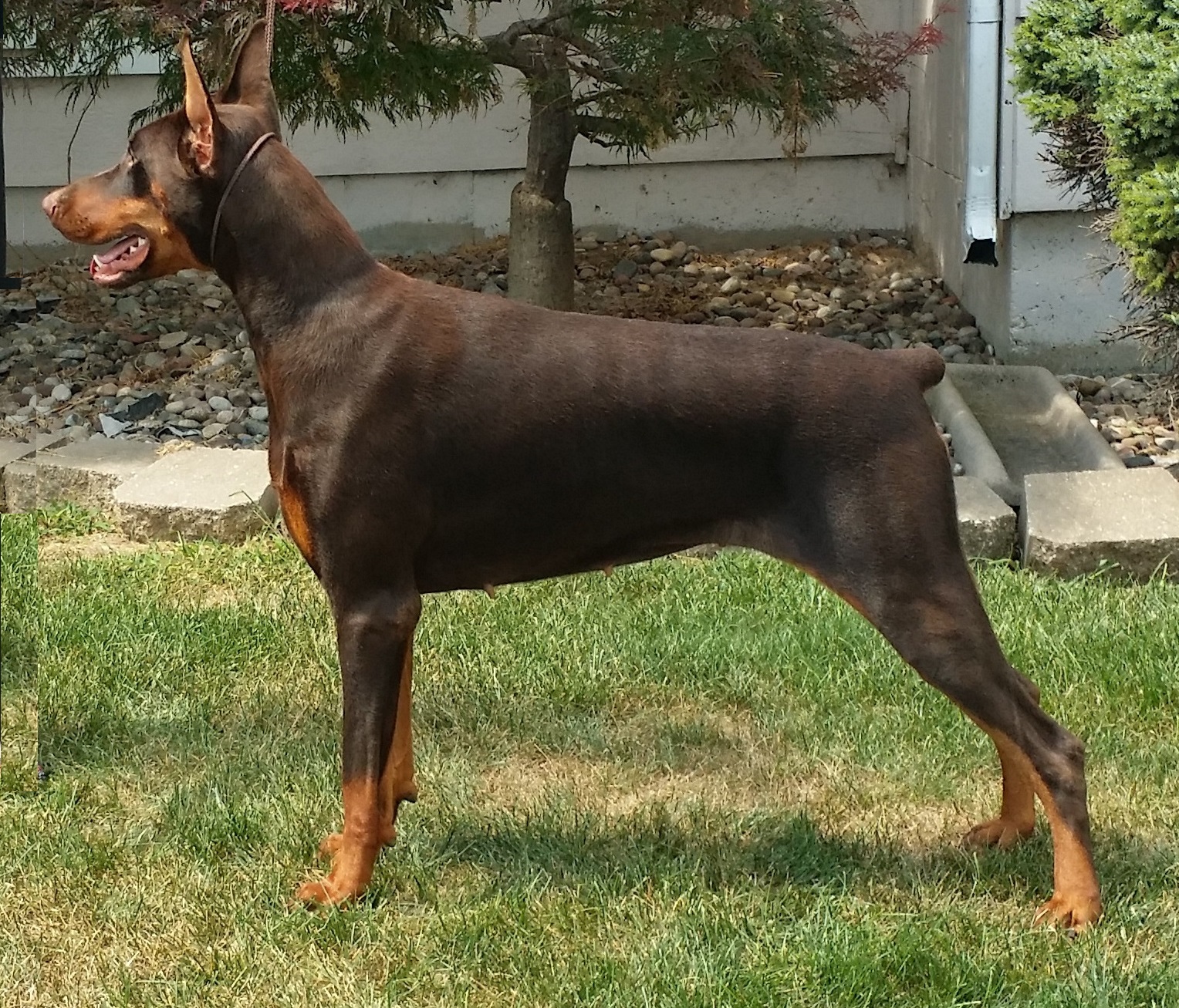 Doberman