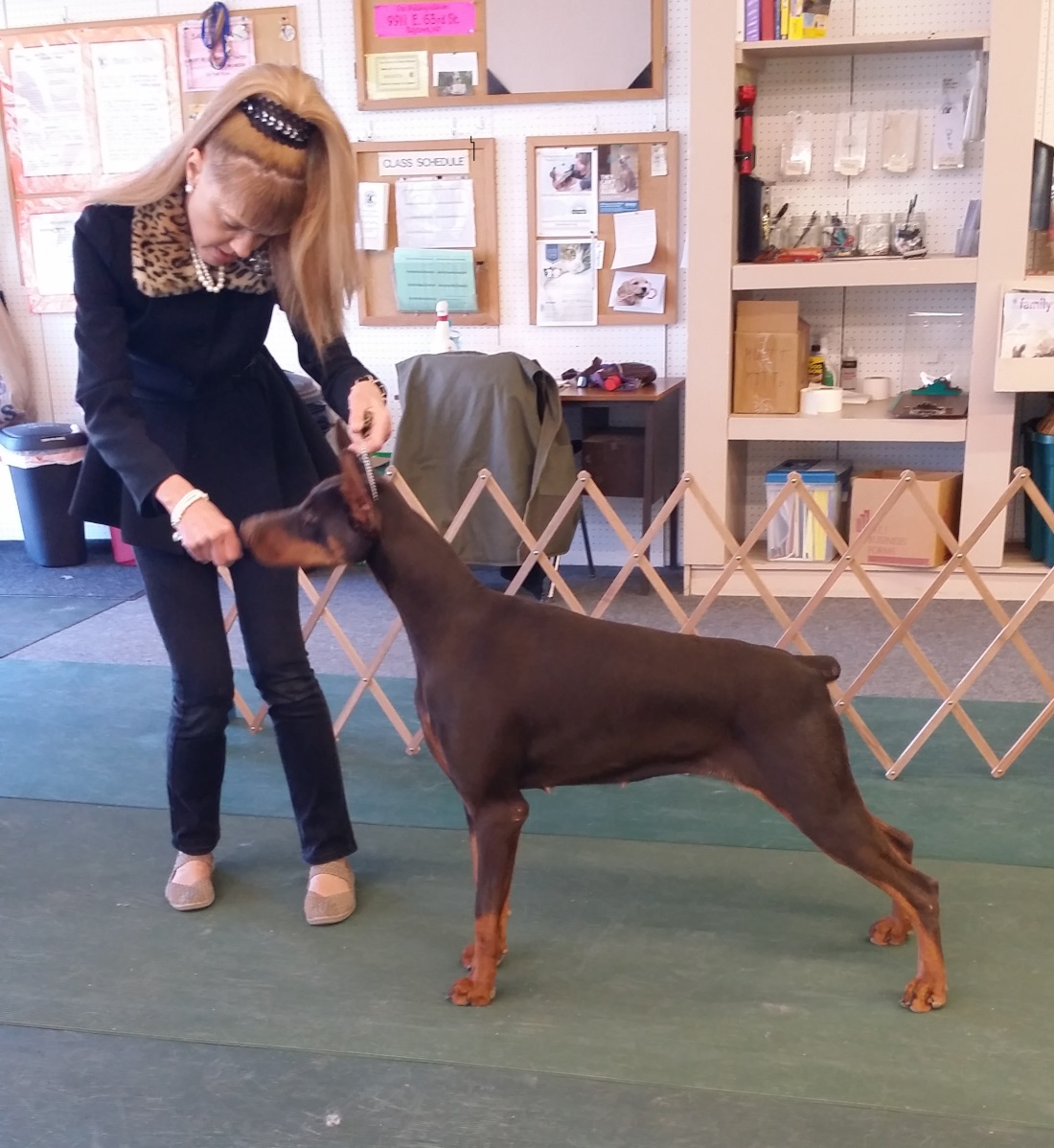 Black Doberman puppy