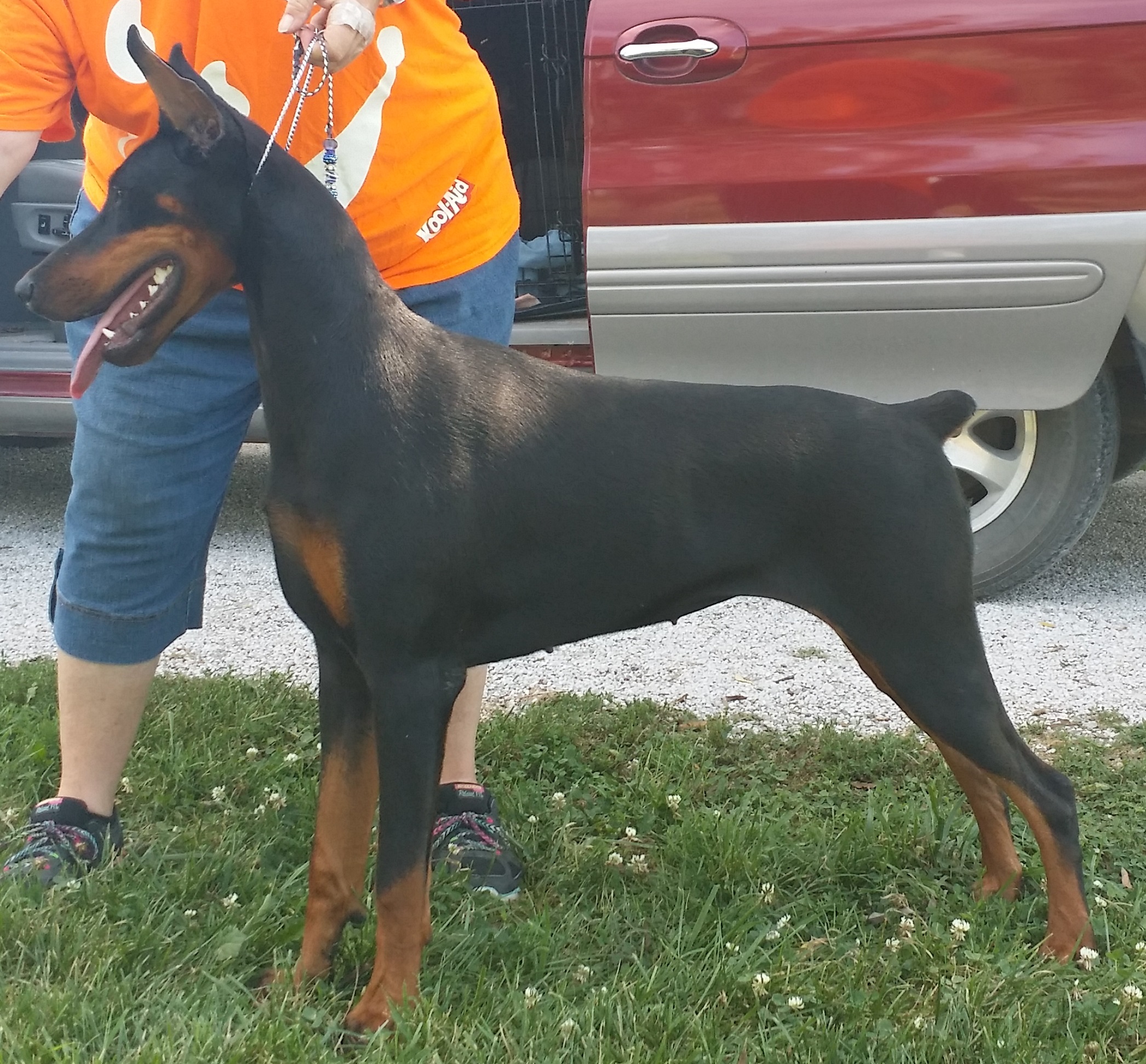 Black Doberman puppy