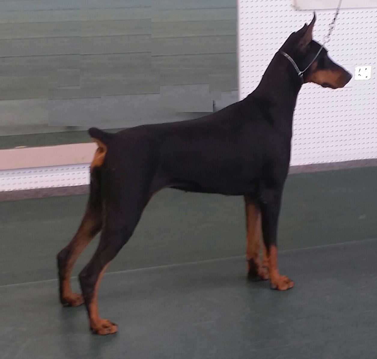 Doberman puppy