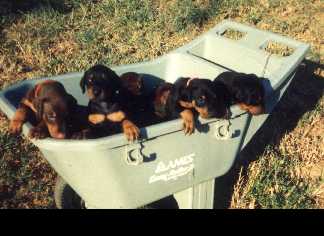 Dobie Pups in Cart