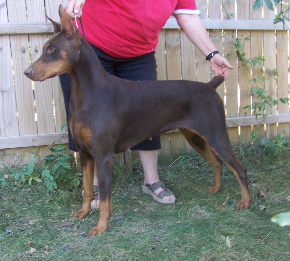 Doberman pinscher